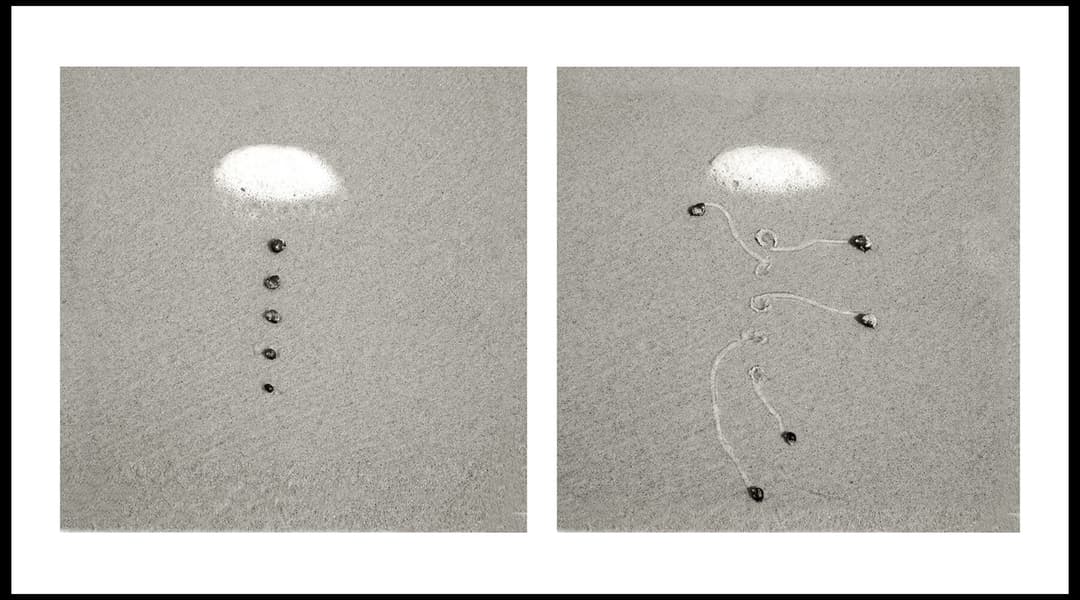 Dan Ranalli In “Snail Drawings,” Daniel Ranalli Finds Beauty in the Slow and ...